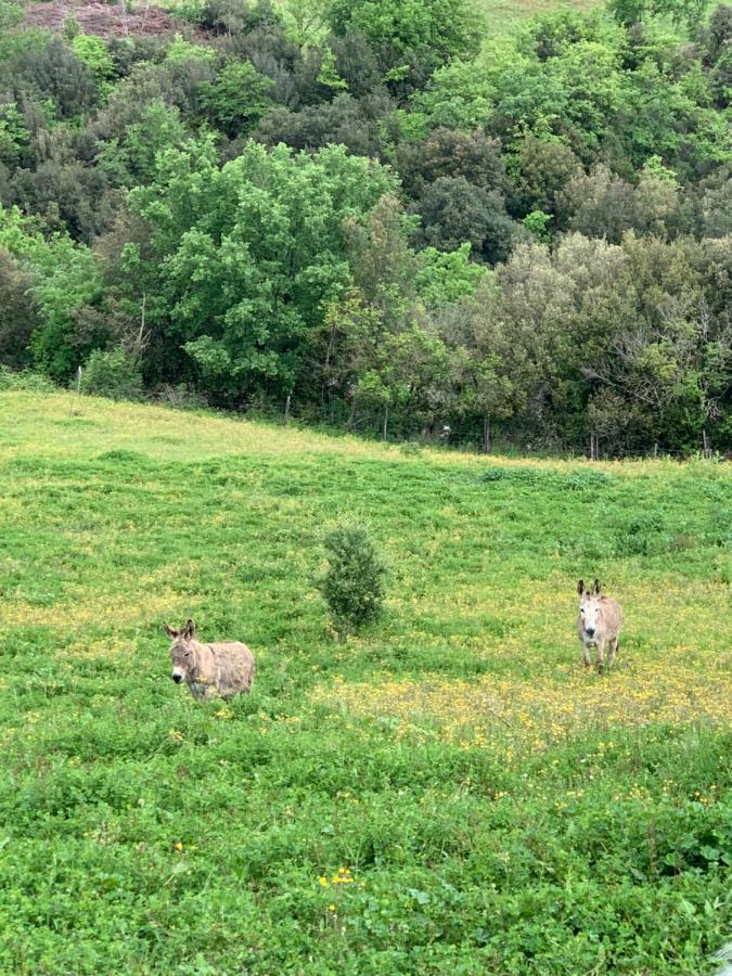 Podere Le Mulina カスティリオーネ・ドルチャ エクステリア 写真